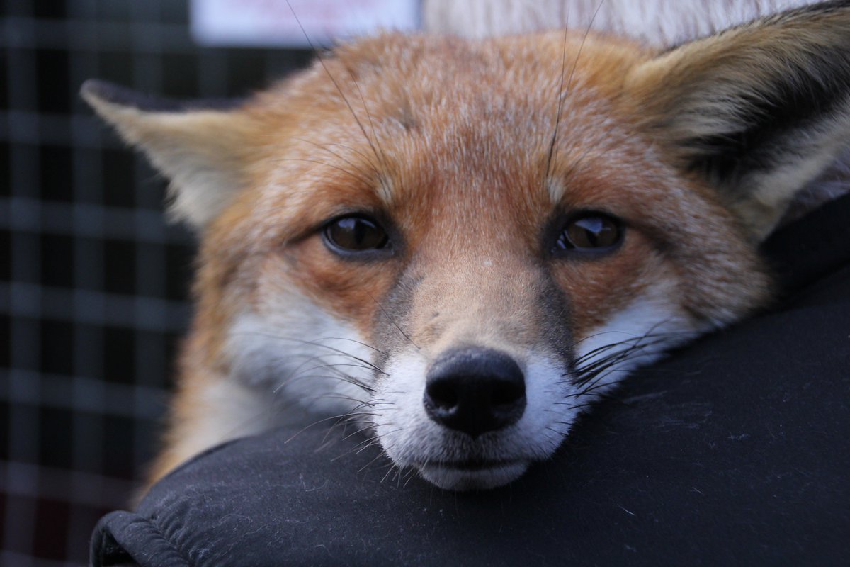 Day 15 photo challenge for <a href="/NBBCouncil/">NBBC</a> is WILDLIFE - spotted in  #nuneaton &amp; #Warwickshire wildlife sanctuary #loveourborough #photoaday