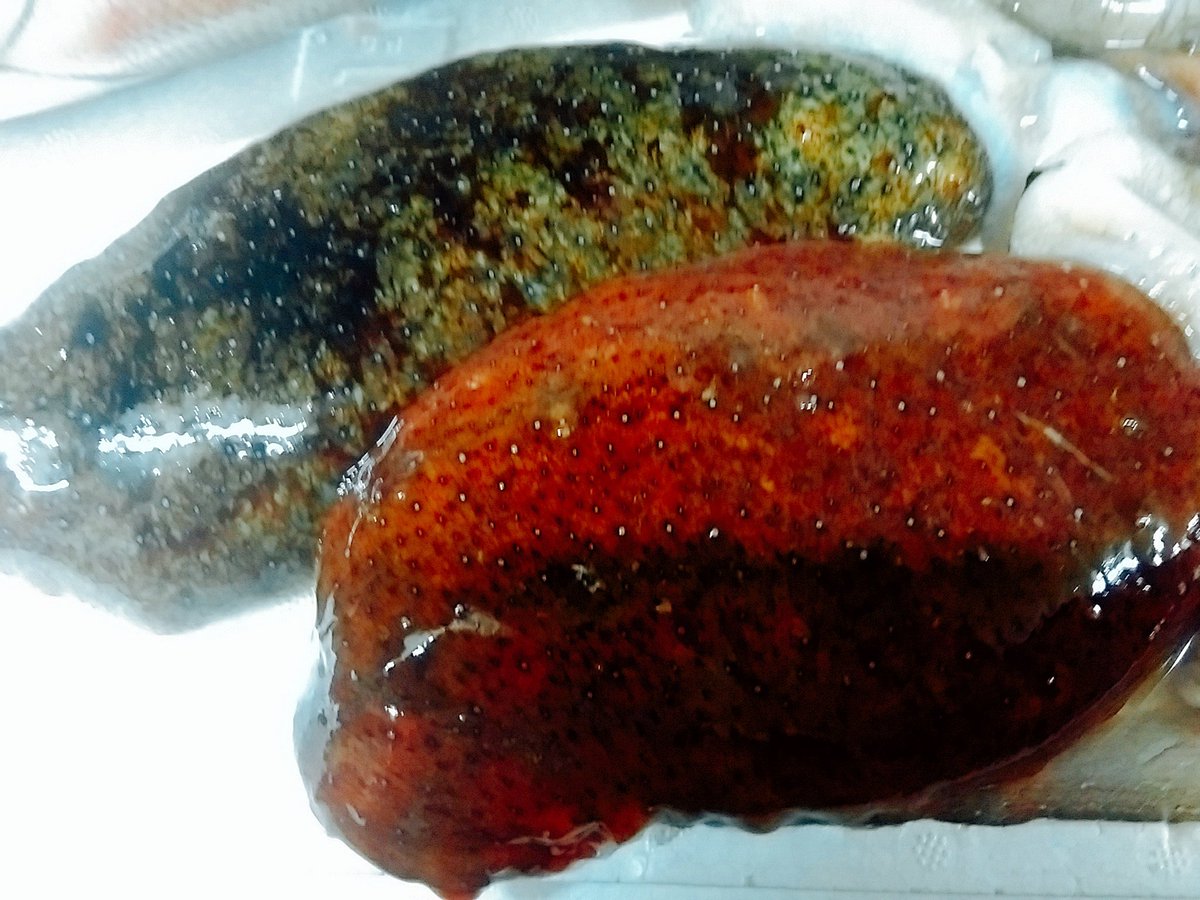 飲んてげ 赤ナマコです 見た目気持ち悪いですが なまこ酢で食べたら美味しいです 八王子 居酒屋 鮮魚 なまこ