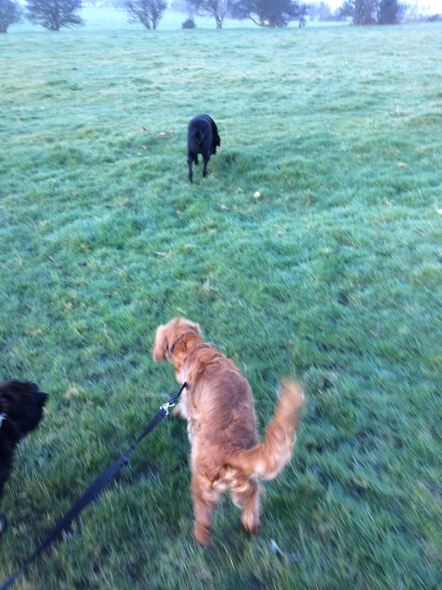 PettailsBrig's tweet photo. The sun is shining ☀️👌 perfect day for a dog walk or two (ah hem more like twenty 😂🙈) #goodmorning #hartshead #sunrise #walkies https://t.co/P5UvzzXrrv