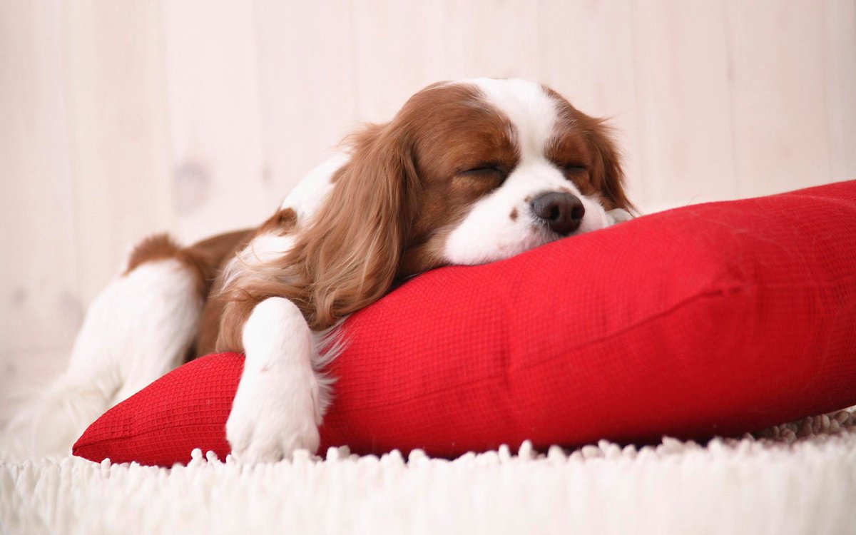 DogInventory's tweet photo. #photooftheday #amazing #love #dogs #onelove #puppies #puppy #puppylove #perfect #f4f #followforfollow https://t.co/mYgmdm0nOC