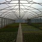 AHDB_Hort's tweet photo. Don't miss out on the #Netherlands study tour, exploring the potential benefits of #diffuselighting in #horticulture https://t.co/BTr5MP4Ppb https://t.co/SOgiFQG5J4
