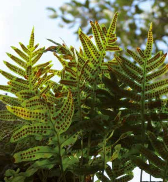 Ja podeu consultar el programa de Passejades guiades al Parc del #Montnegre i el #Corredor: bit.ly/2l7hevC (fotos <a href="/EscNatCorredor/">EscolaNaturaCorredor</a>)