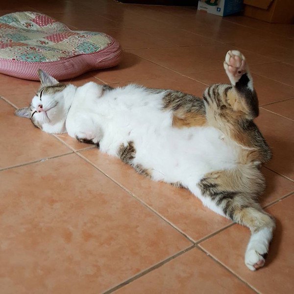 Двуногие котята. Кот без задних лап. Кот без передних лап. Кошка без передних лапок. Котенок родился без задних лап.