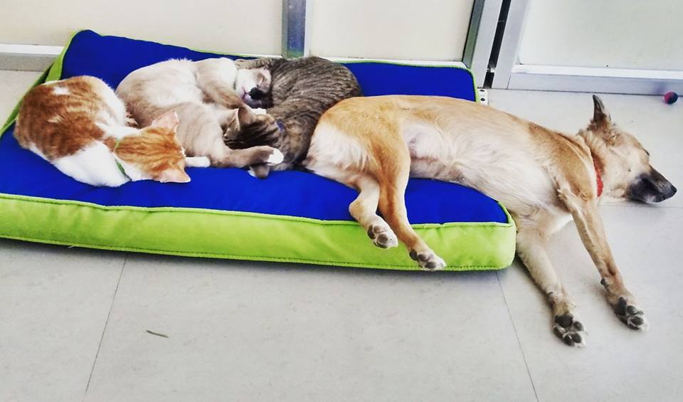 thecatstudioblr's tweet photo. When cats take over your dog's bed
 #thecatstudio #furpurrindia #wherepetstalk #catadoption #catsinbangalore #rescuedcats #adoptdontshop https://t.co/y17yAzdOBI