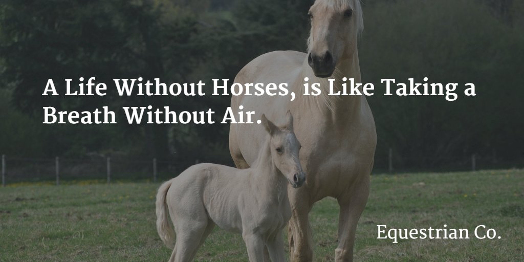 equestrian_co's tweet photo. #Equestrian https://t.co/YOQxPJi2yR