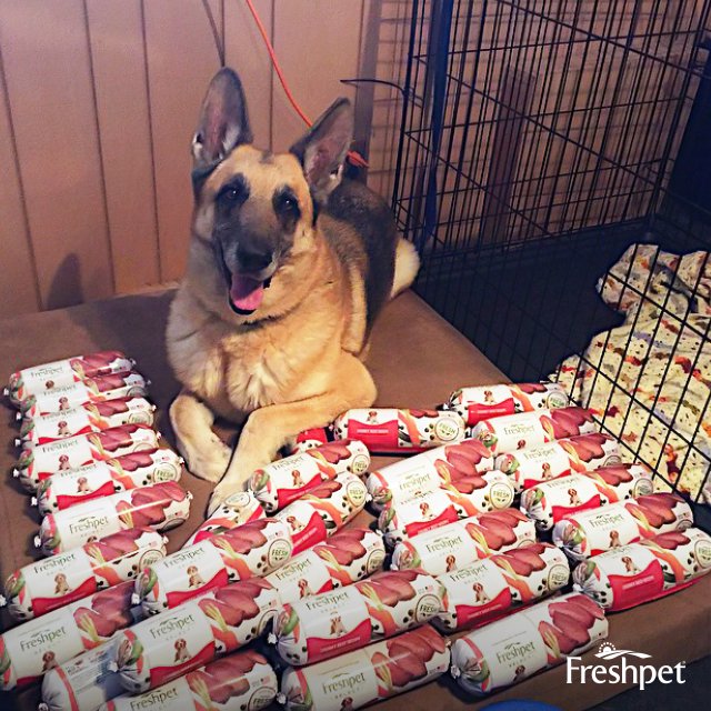 BestPetDog's tweet photo. My #FreshpetSelectReview is that my shih tzu, a SUPER picky eater, simply enjoys this #dogfood. #FreshpetReviews https://t.co/BiI3CXl0R7 https://t.co/I4nbTa2TNG