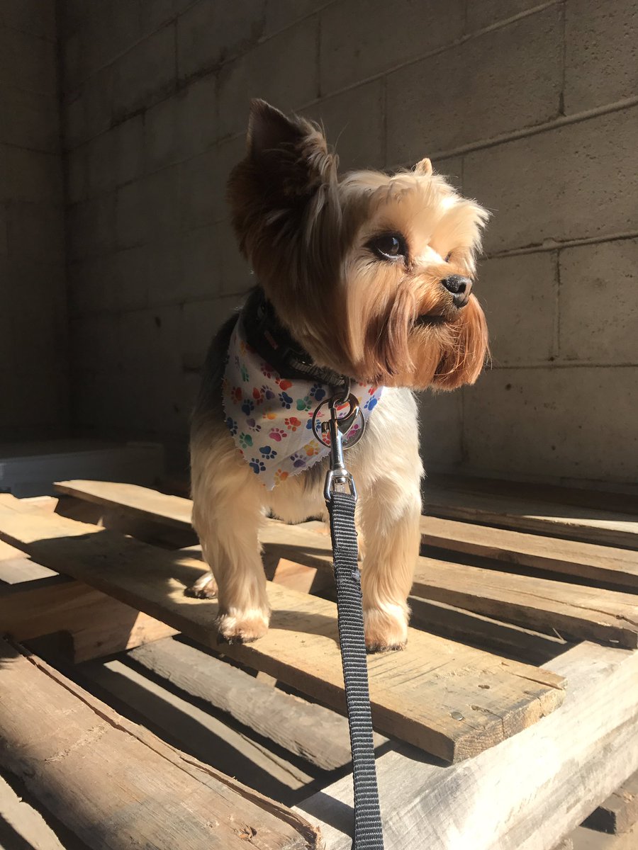 Good morning friends! I got my hair did bark bark