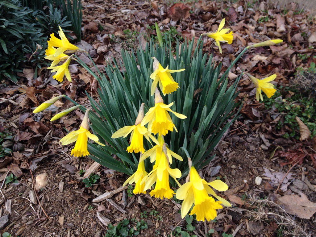 Daffodils, blooming on Feb 15th. This is crazy, right?