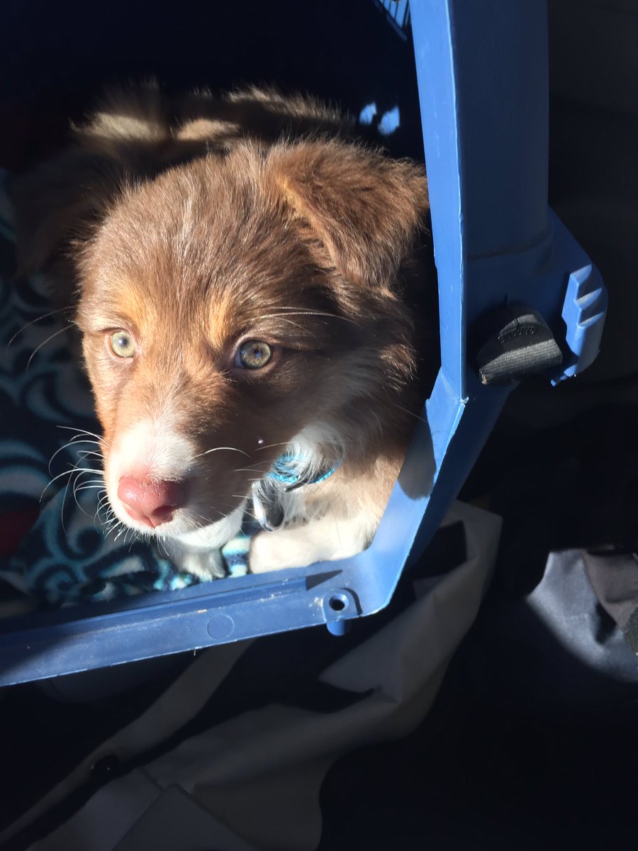 BrewkeryKc's tweet photo. Sasha the delivery dog.
#luckyelixir #kombucha https://t.co/5hcUZoXpOS