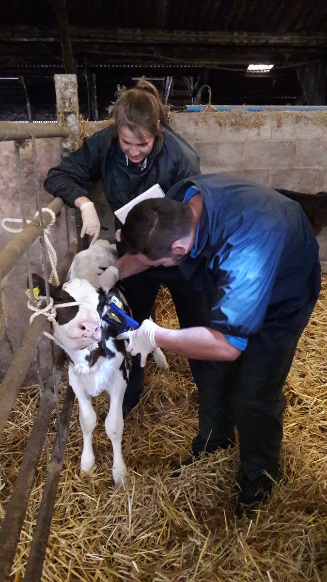 GVFarmVets's tweet photo. Throwback to a couple of weeks ago when our vets were trying out new #fevertags to highlight high temperatures before clinical signs! https://t.co/JAs73Z2vvh