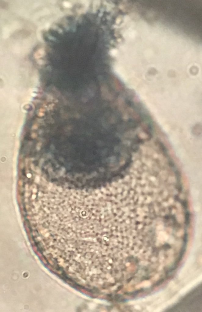 DrJoannaTindall's tweet image. Looking at testate amoebae's with @TomCBHill @CQRRHUL @RHULGeography #msclife #quatsci