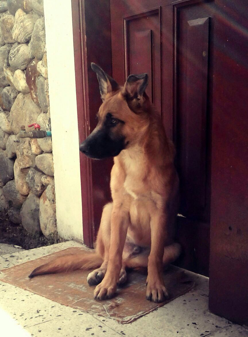 protectoraASN's tweet photo. 💞VERMONT💞
#AlaskaTeam
En adopción #Merida
Contacto: 0414-1928897
•Un año •Control de vacunas y desparasitacion •Entrenado https://t.co/QYtiVB2o1b