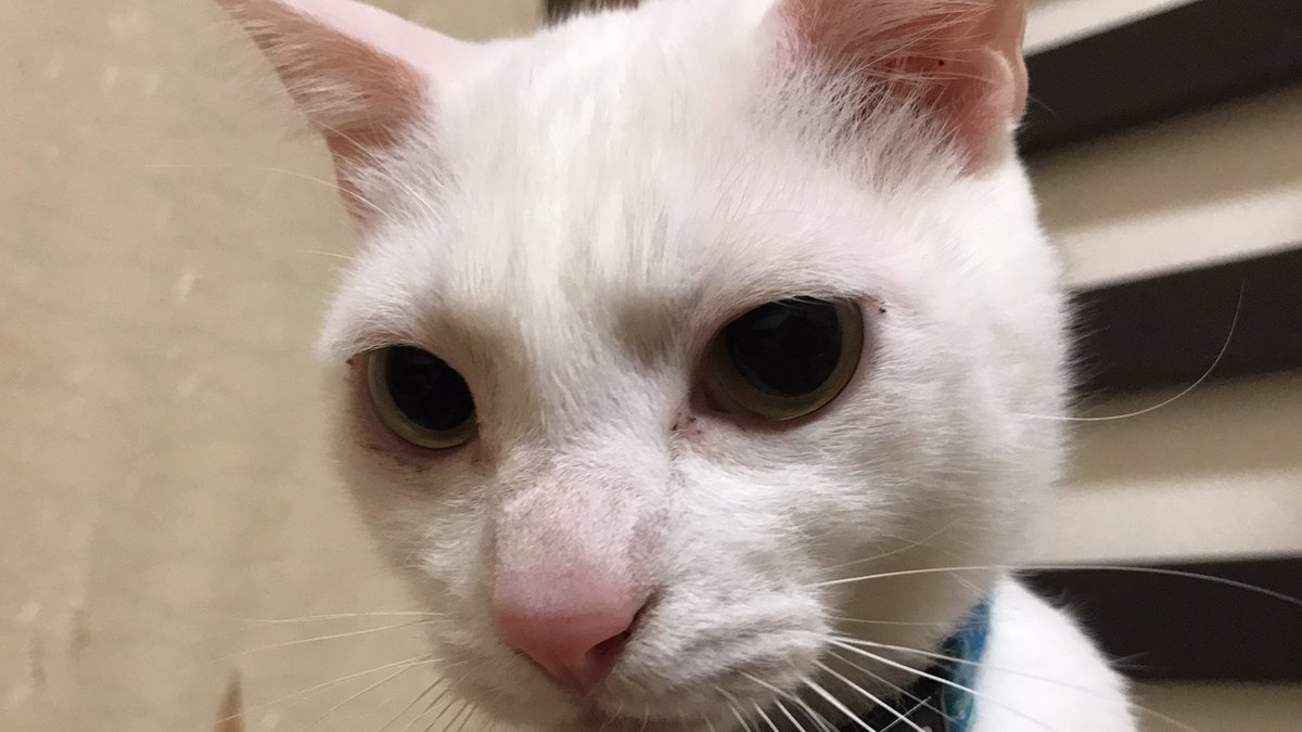 ねこかます Pa Twitter 麿白先生 眉間の皺 順に 力んでいる時 甘えたい時 お怒りモードの時 ちょっと拗ねている時 ねこかます Pa Twitter 麿白先生 眉間の皺 順に 力んでいる時 甘えたい時 お怒りモードの時 ちょっと拗ねている時