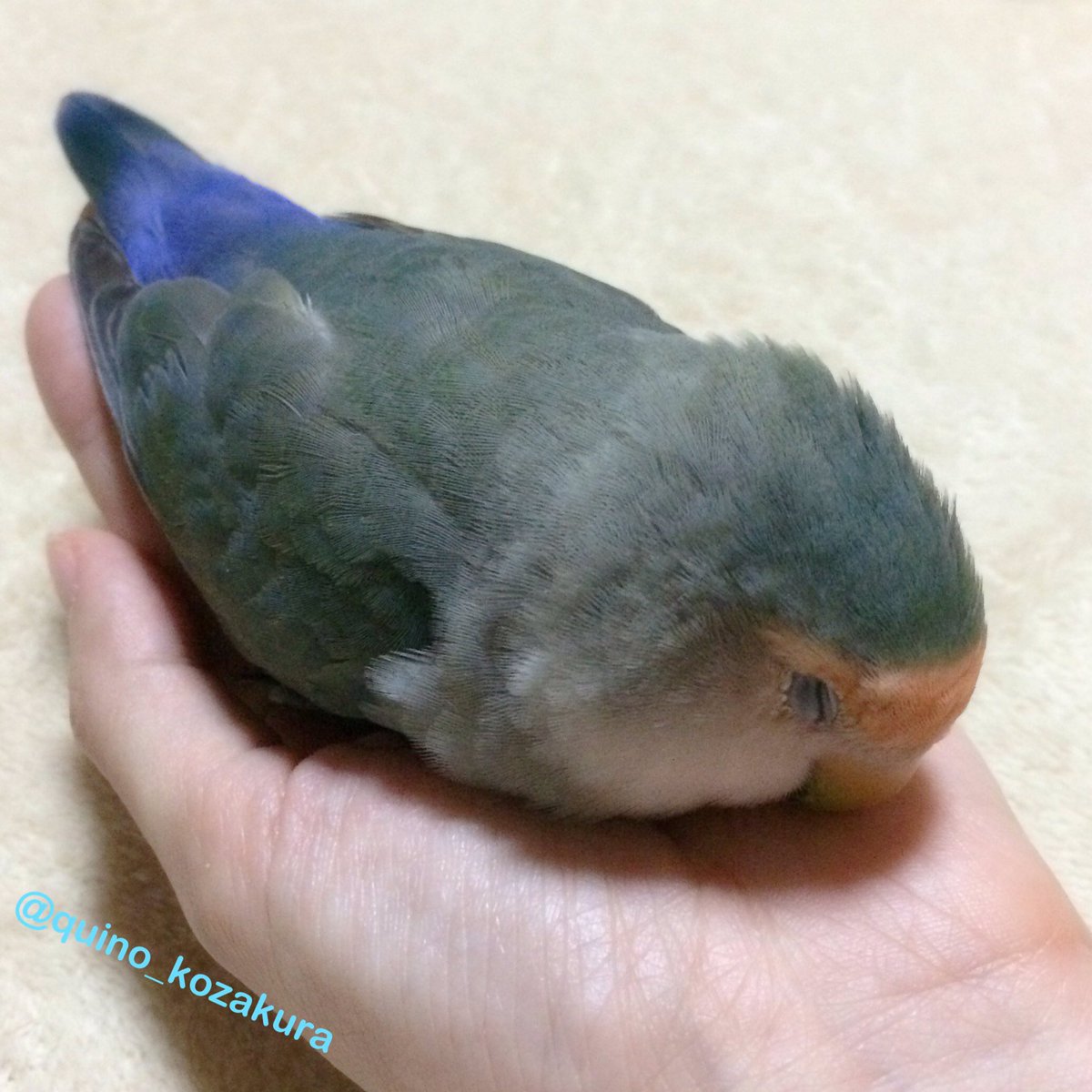 みり コザクラインコ בטוויטר 今日の放鳥中にぐっすり寝てしまったスナ 雛の頃はよく手で寝ていたのですが 大人になってからは寝るどころか手を見れば噛むばかりだったのでちょっと嬉しい T Co Egeo2viirx טוויטר