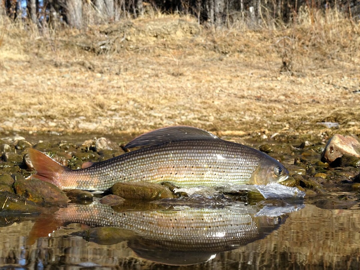 zette483's tweet photo. Хариус. Конец осени

#рыба #рыбалка #магадан #колыма #fish #fishing # портрет #природароссии #дальнийвосток #bestphoto https://t.co/bZxF2E9WHw