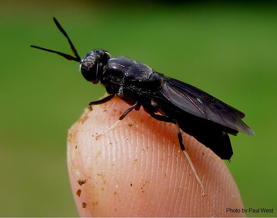 AnaCDay's tweet photo. Scratch and Peck Feeds’ Search for Sustainable Bugs - #WhatcomTalk https://t.co/YH3SfxCclY https://t.co/GwTXuiQy6N