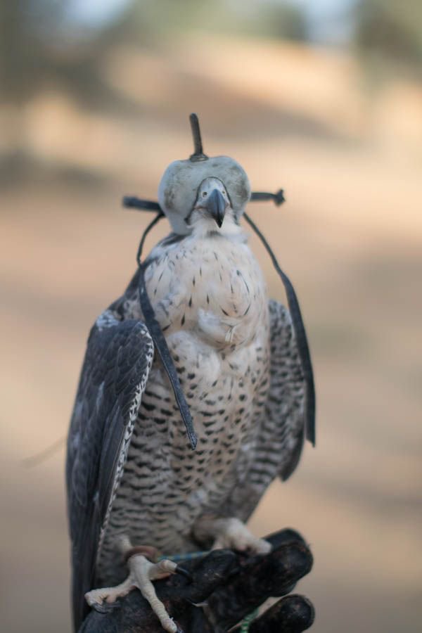 Experience Unseen Trails of Dubai Dubai Desert Conservation Reserve Safari (&amp; breakfast) <a href="/NakedPlate/">NakedPlate</a> <a href="/FryingPanTours/">FryingPanAdventures</a> buff.ly/2kJnqsR