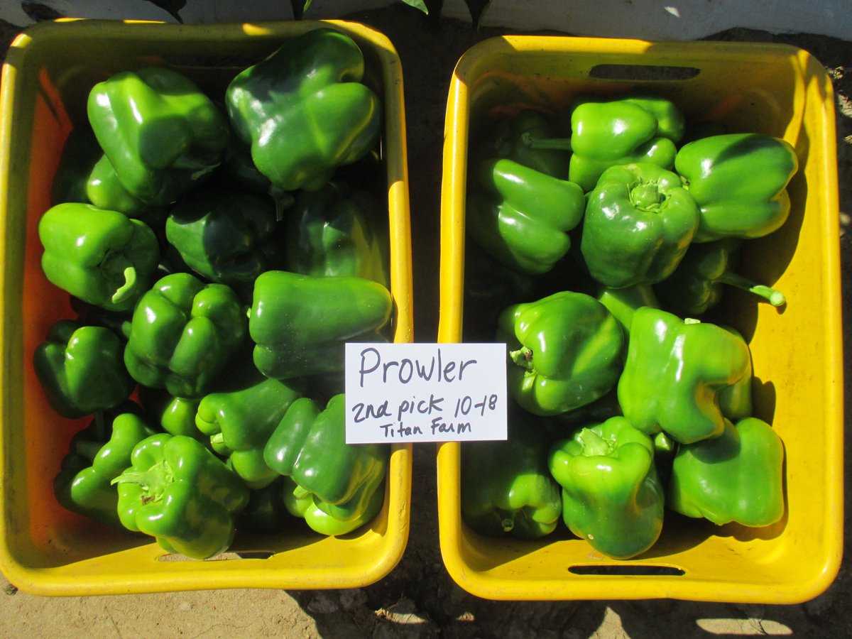 Pretty_Produce's tweet photo. Bell peppers are a great source of vitamins A,C, B6, E, B2, folate, dietary fiber, niacin and potassium #wellnesswednesday #prettyproduce https://t.co/rFxsyMXX6x