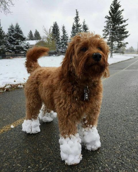 FVRRYbox's tweet photo. I got myself some snowboots last week.... #fvrry #fvrrybox #doglove #doglife https://t.co/PCGRKD0vAl