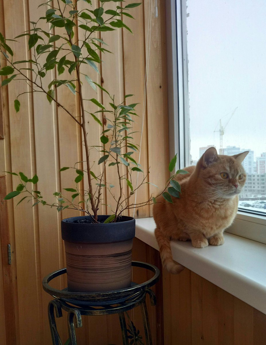 Фотосет by Michel 🐾