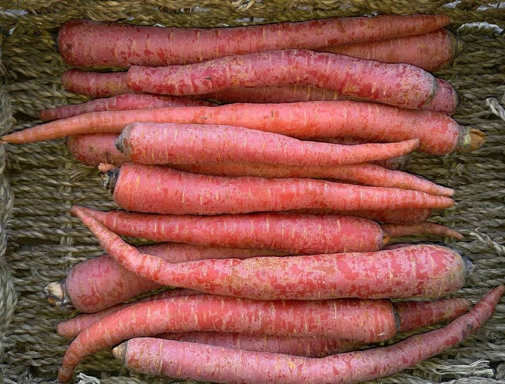 CookstownGreens's tweet photo. #organic #redcarrots - this crisp root veg is best cooked, but can be eaten raw - very fla… https://t.co/u2ROcBXUkU https://t.co/jOUo9xXhnn