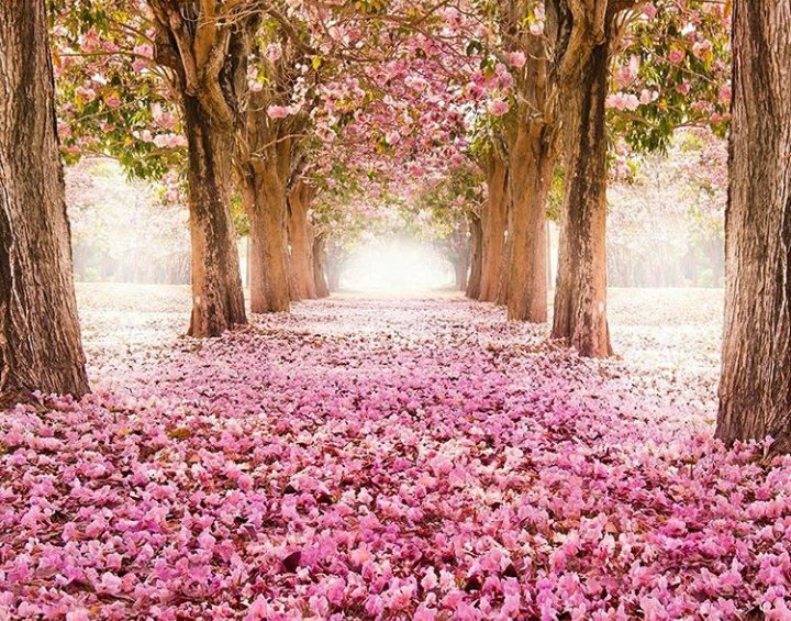 WallMakeovers's tweet photo. Create fantastic wall decor in your room with our amazing wall murals. Call:+23438063239 #interiordesign #homedesign https://t.co/Ejk4noCqHJ