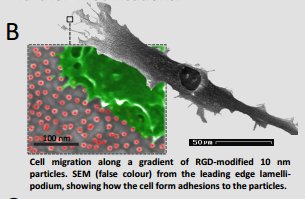 Cell_Migration's tweet image. Nanoscopic Control of Cell-Adhesion clinescientific.com/images/pages/3…
