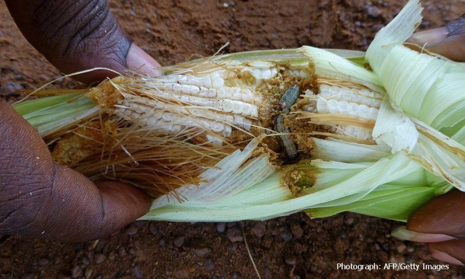 FAO's tweet photo. Plague of #armyworms threatens to strip #southernAfrica of key food crops  https://t.co/N6FU7K62fy via @guardian https://t.co/NfVuqAAJ8v
