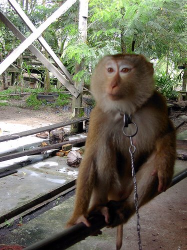 chitayat_PO's tweet photo. #BoycottThailand 99%of coconuts picked on backs of macaques๐demand &๐ฒdrives industry & cruelty to ๐https://t.co/hGcFcwSOj9 #SaveChippy https://t.co/Pr9yxXivRA