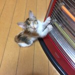 かわいすぎるwこの子猫にメロメロ!