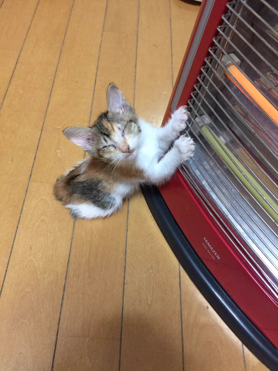 かわいすぎるwこの子猫にメロメロwww