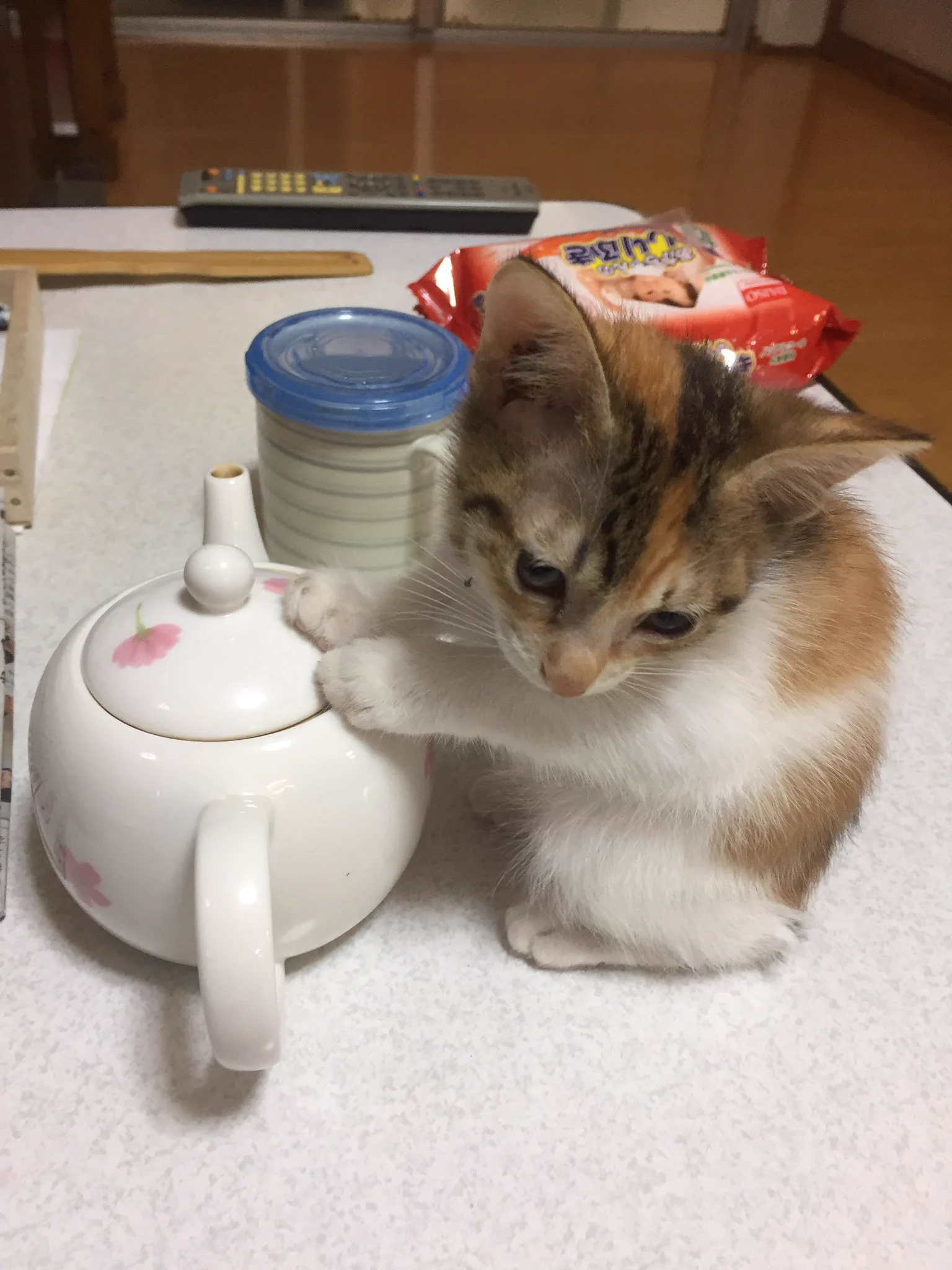 かわいすぎるwこの子猫にメロメロwww