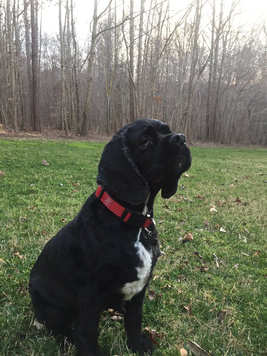 RodneyLemonds's tweet photo. #TuffysTeam!
Oreo - submitted by Camden &amp; Kensey.  Go Wolfpack https://t.co/f7pvuSmGCY