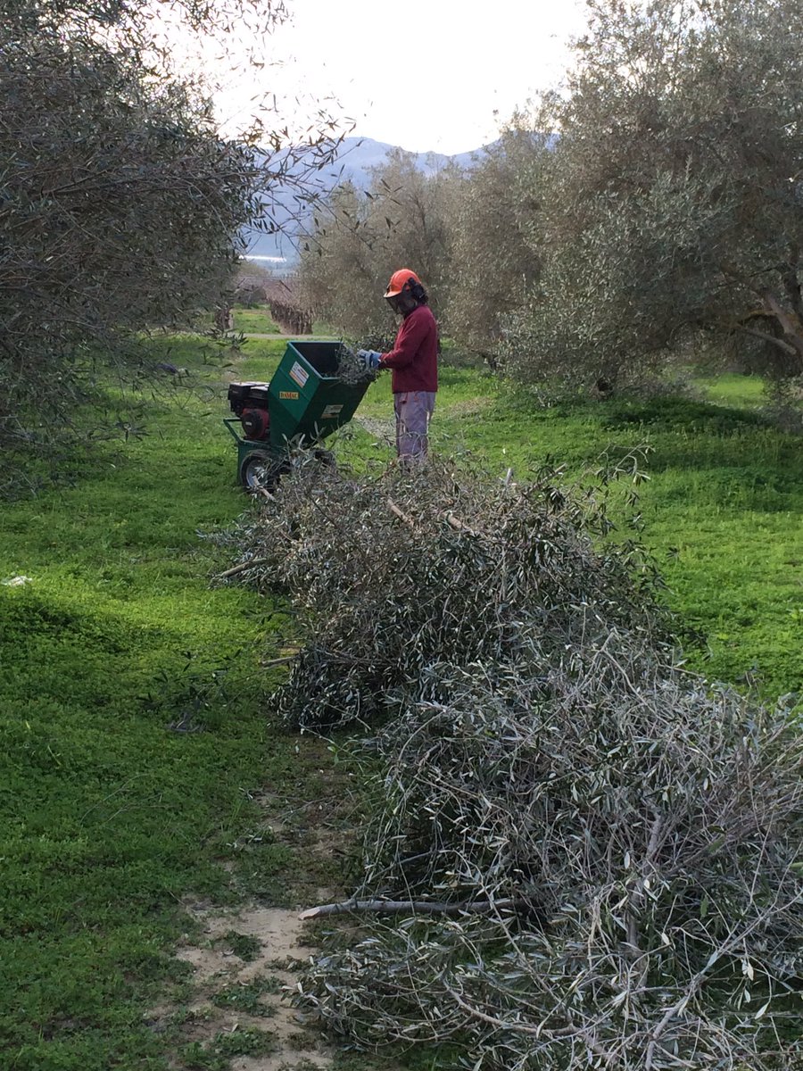 Feeding the beast - chipping the olive tree prunings, returning them to the earth #naturalmulch #sustainablefarming #evoo #crete #olivetrees