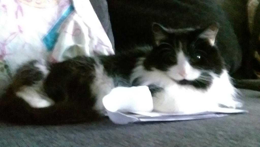 tilly_tots's tweet photo. Don't worry mum I'll look after your post ✉ 🐾🐱 https://t.co/SWbMwK0tWa