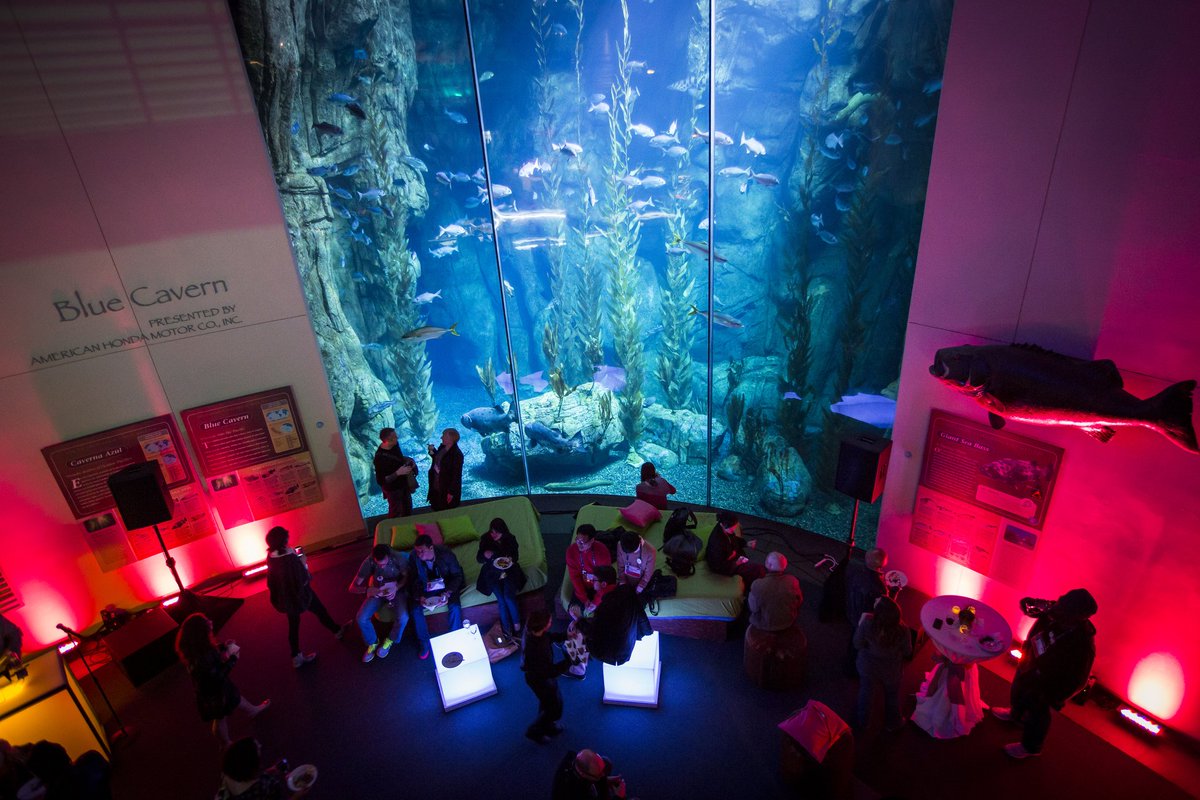 pdwproductions's tweet photo. Great conversation starters are inspired by great exhibits! #TED2013 #PDWwecreateworlds @AquariumPacific Aquarium of the Pacific🐋 https://t.co/7sBH8DQKBT