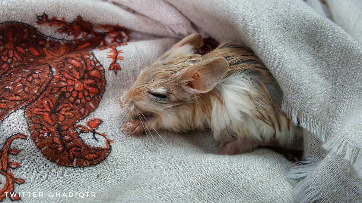 HADiqtr's tweet image. حصلت لي جربوع مبلول وبردان في حاله يرثى لها خذيتة معاي احفظة عن البرد ويمكن ينكتب له عمر .. حد عنده نصائح للحفاظ على حياتة ؟
#قطر