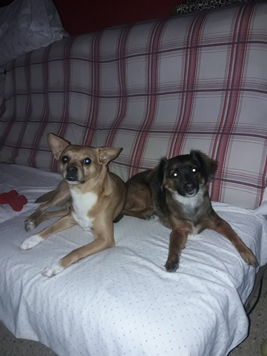 MercheeGA's tweet image. Mis 2 amores caninos🐾🙈🐶🐶💕DUQUE&amp;amp;TINA OS amoo a rabiarr