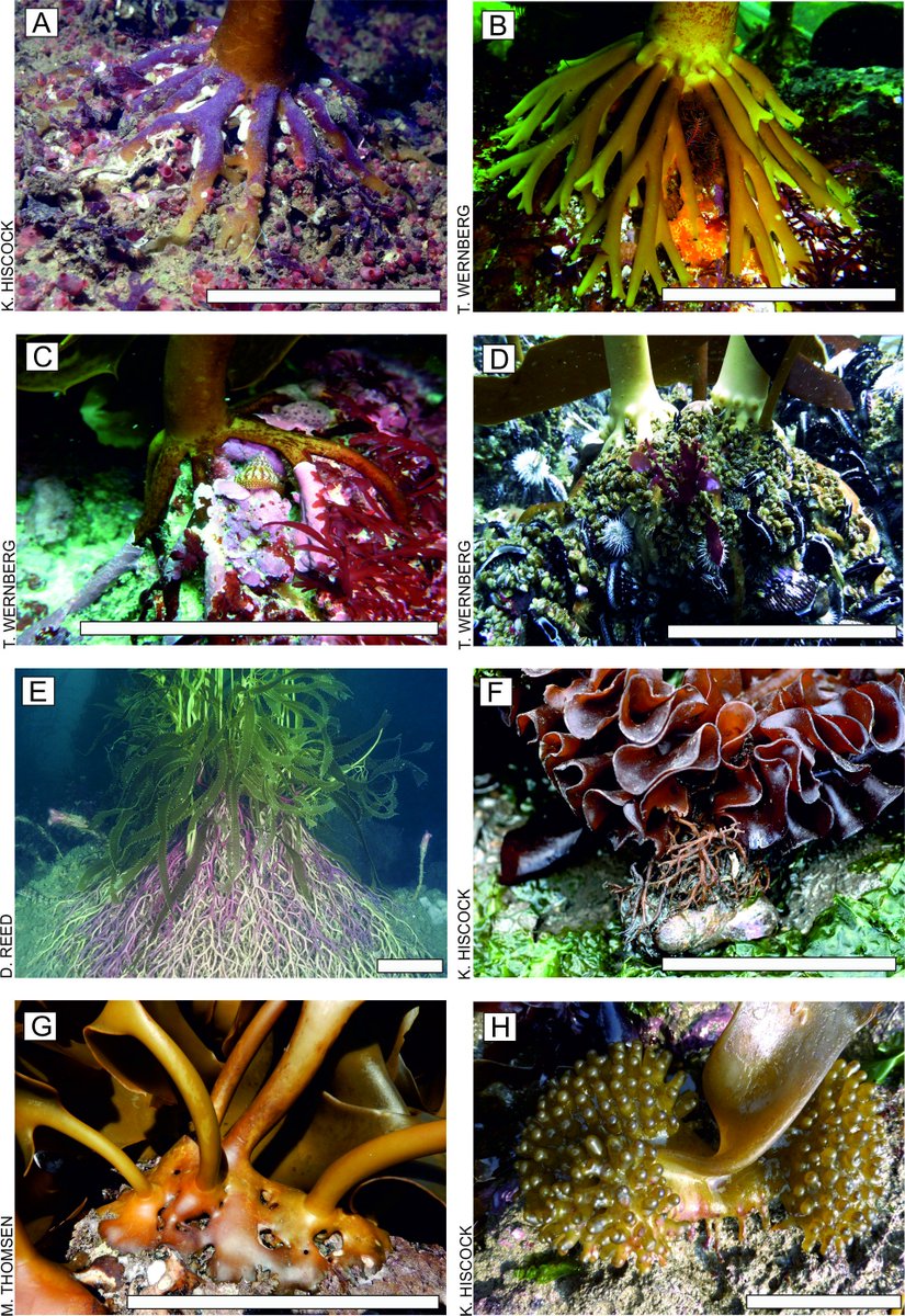 harryteagle1's tweet photo. My 1st PhD (and 1st first author) paper is published! A review of kelps as biogenic habitat-formers. Check it out https://t.co/ShNdvh7Pcd https://t.co/EkPzhRE5Gv