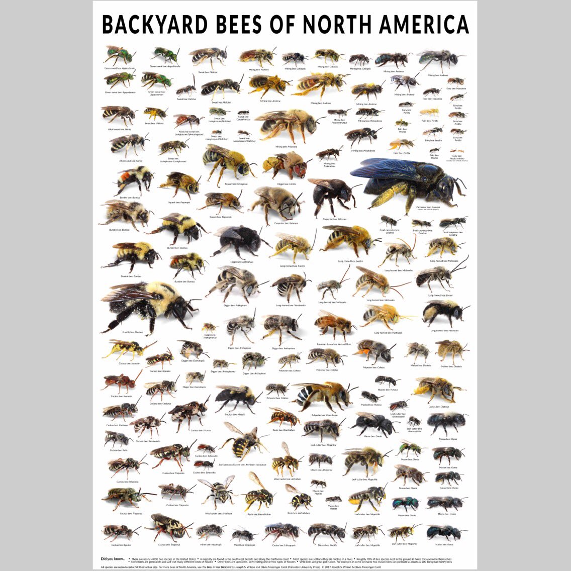 We made a poster! 24"x36", over 100 different species, all pictures at 5x their actual size.