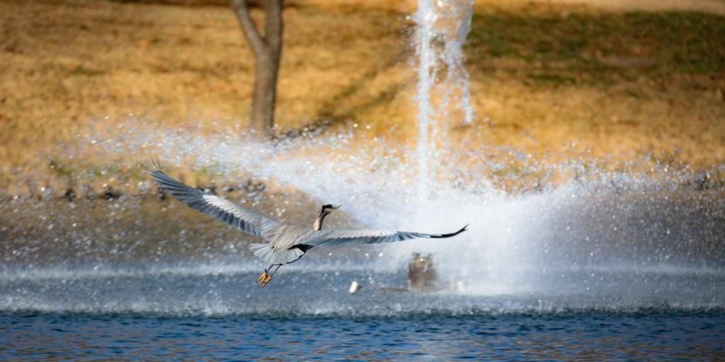 iLoveTorontoCom's tweet photo. Cool #photography from @ballcapmom using the #Canon 100-400 Zoom L-Series Lens - https://t.co/CjJkfllKjU https://t.co/PMnpyg7A5y