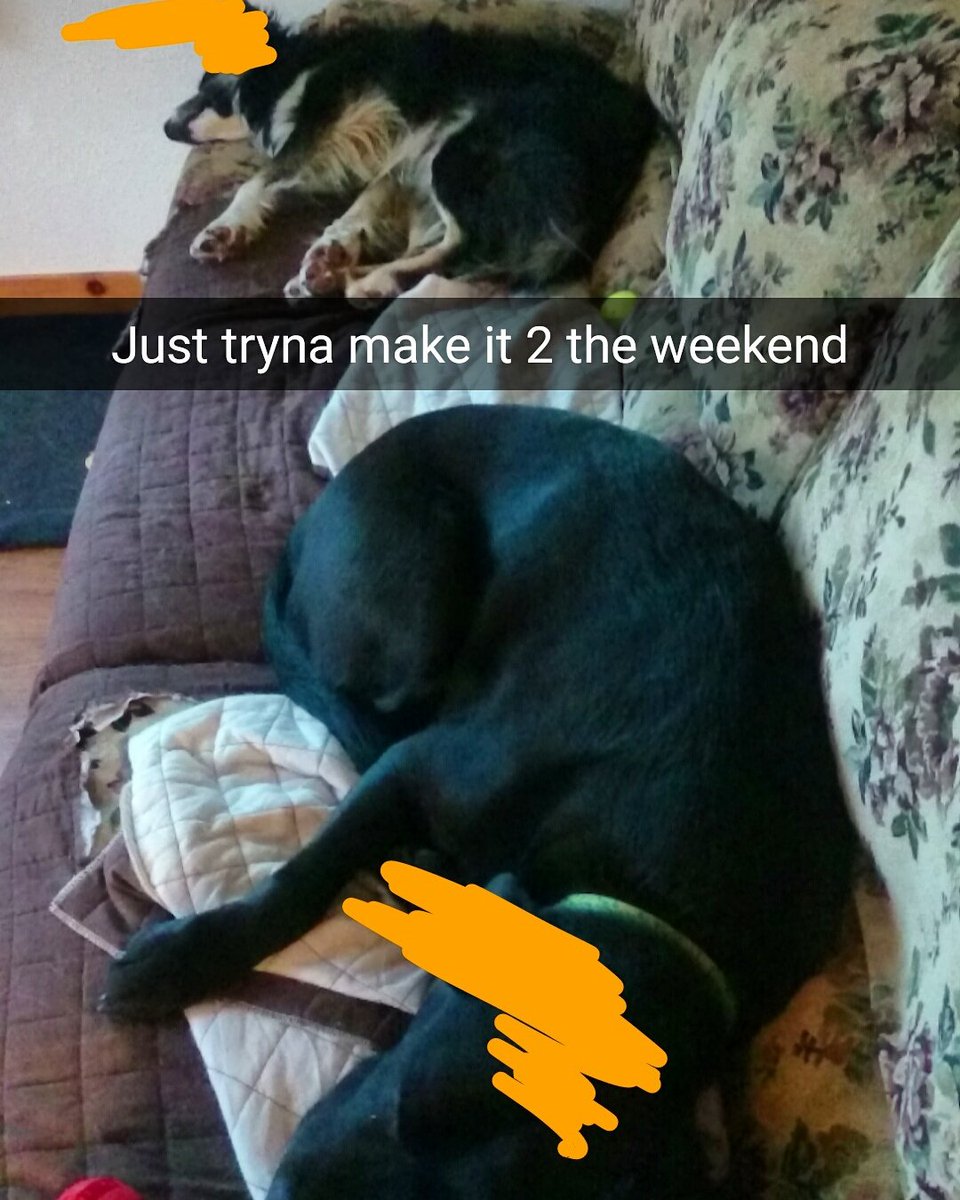 RealDogTrumps's tweet photo. Just tryna male it to the weekend #cabinetshakeup #trump #Russia #putinismyfriend #dogtrumps https://t.co/IgDCkdyUEJ