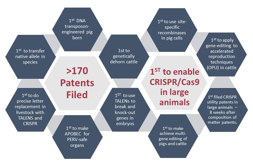 Recombinetics's tweet image. Our global IP includes 12 patents &amp;amp; &amp;gt;170 filed for gene editing. Also have 1st use &amp;amp; enabling patents for livestock for CRISPR &amp;amp; TALENs.