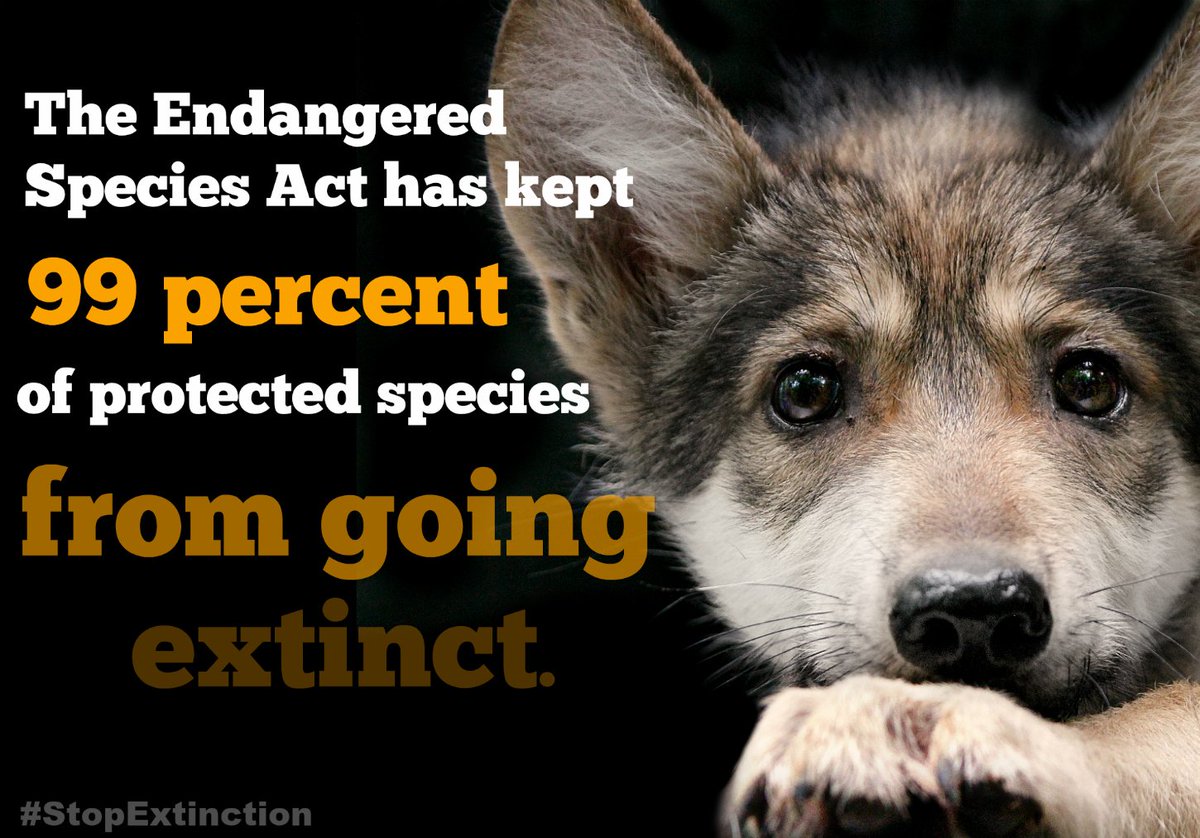 nywolforg's tweet photo. The Endangered Species Act WORKS.  It's saved 99% of species under its care. Please protect it! #StopExtinction #SaveTheLobo @SenGillibrand https://t.co/GAQF0my4Jr