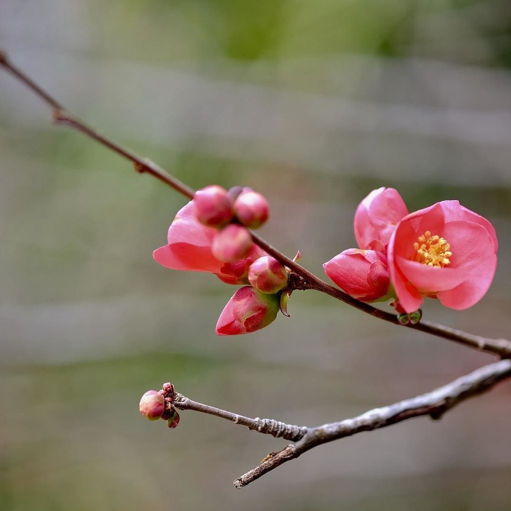 debbiekdy's tweet photo. Spring has arrived early in our garden#flowers#japanese #photography #photooftheday #pyren… https://t.co/YJUqGk0Qmb https://t.co/tNeUxEDIRe