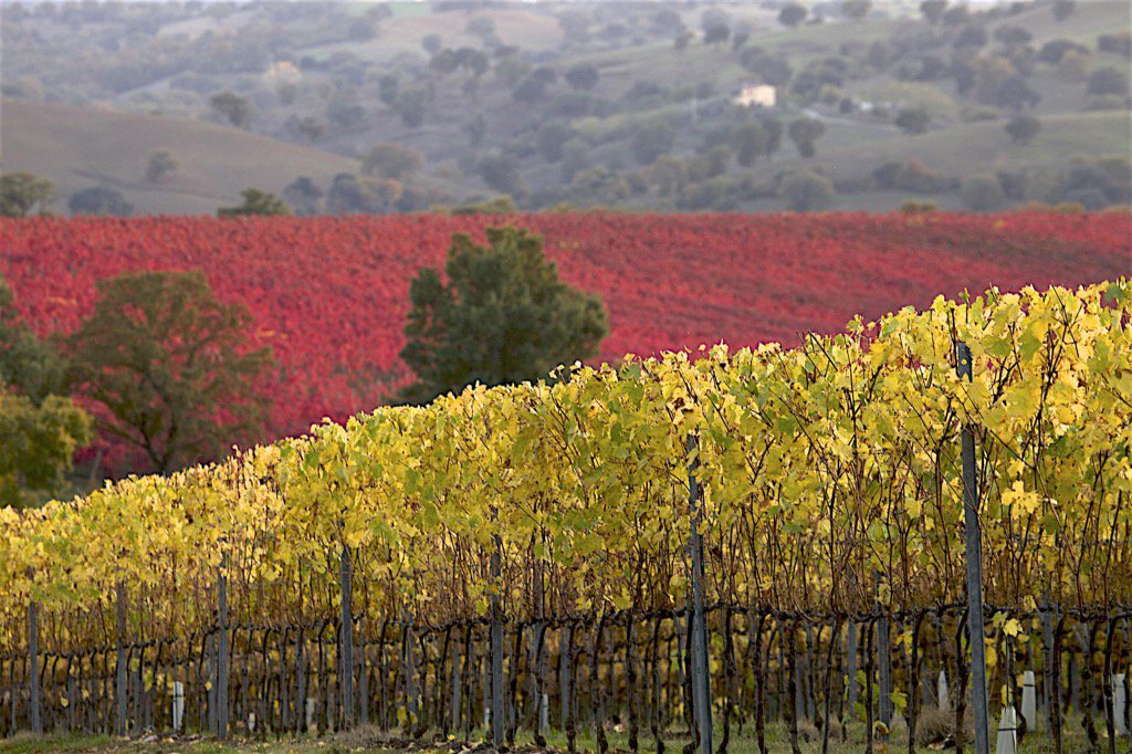 Un #viaggio alla #scoperta della ricchezza #enoica della #Maremma con #VinidellaMaremma #Morellino <a href="/MontecuccoCons/">Consorzio Montecucco</a>