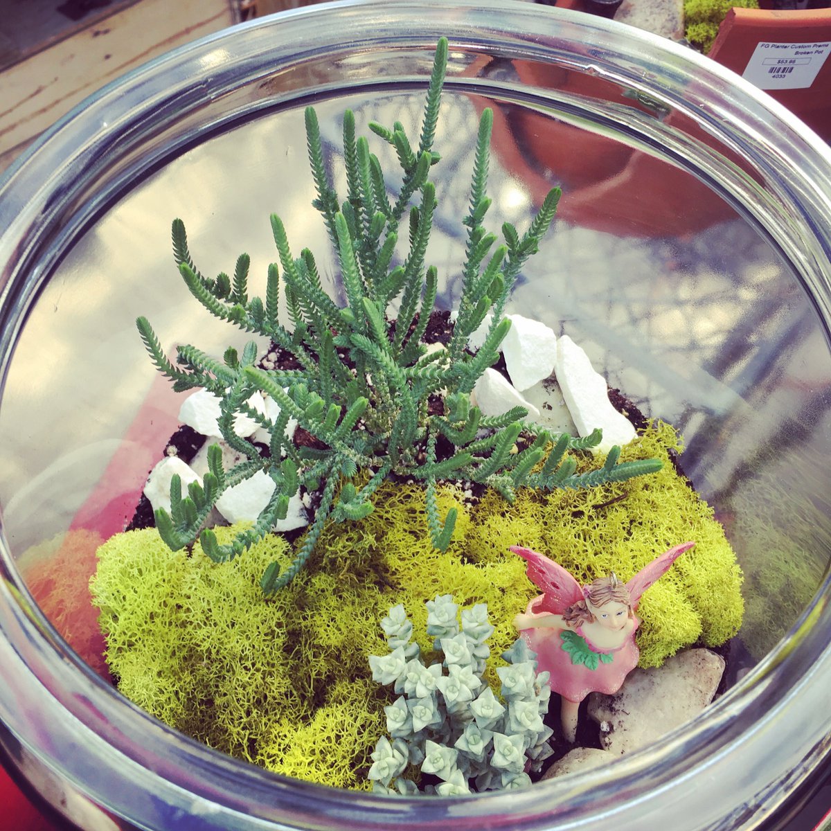 Keep #gardening during the #Vail winter with cool plant projects, like #fairy gardening! Come on by for #plants &amp; #garden supplies.