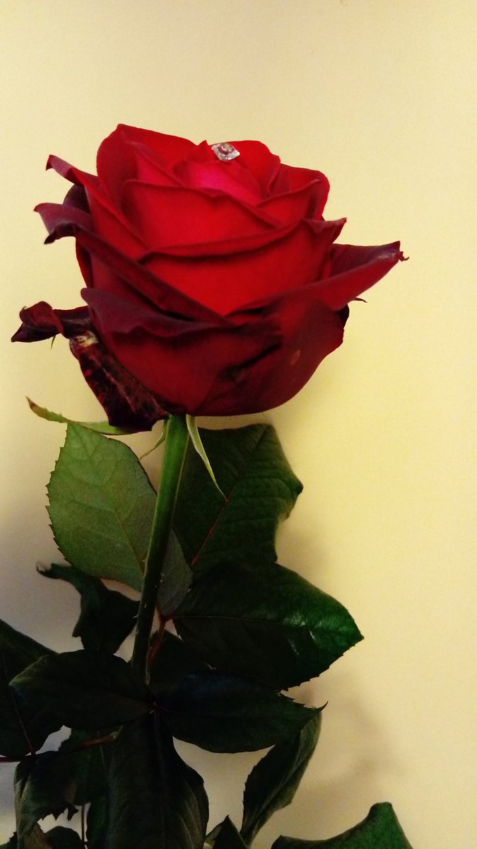 PatrixDancer's tweet image. #valentinesday2017