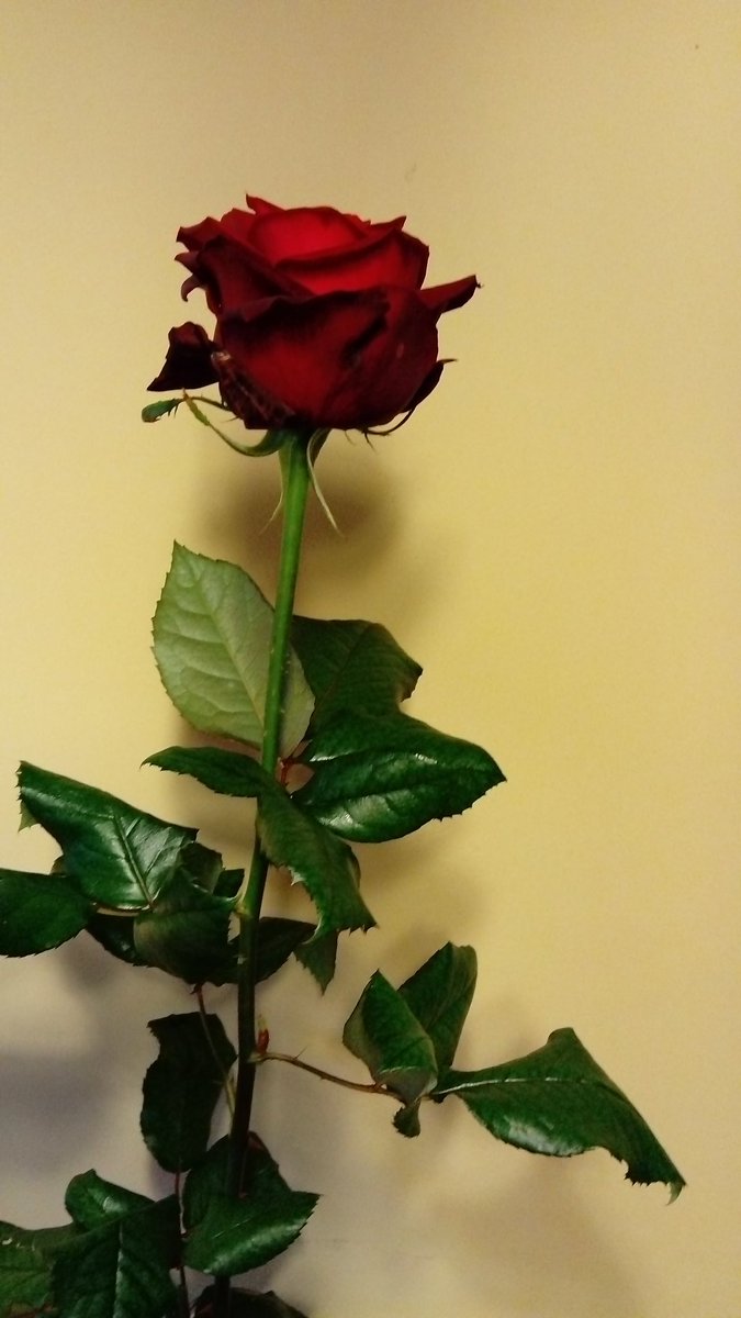 PatrixDancer's tweet image. #valentinesday2017