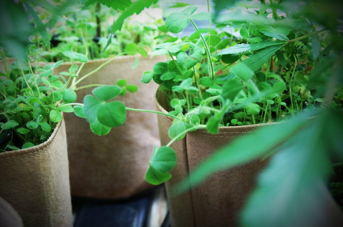 GasGrowers's tweet image. Always running #covercrops - Inside or out I rock them. They improve soil tilth/ aeration as well as fixing atmospheric nitrogen. #weed #gas